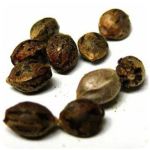 Семена марихуаны АК-47  (Seeds AK-47) в Симе